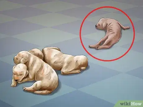 Imagen titulada Help Your Dog After Giving Birth Step 21