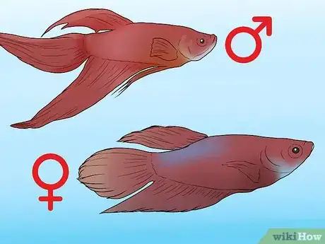 Imagen titulada Determine the Sex of a Betta Fish Step 1