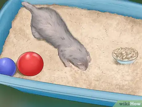 Imagen titulada Litter Train Your Ferret Step 11