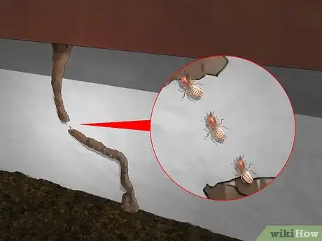 Imagen titulada Identify a Termite Infestation Step 6