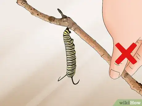 Imagen titulada Catch and Raise Monarch Caterpillars Step 12