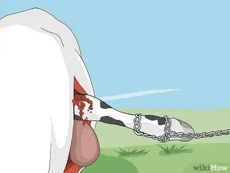 Imagen titulada Perform a Caesarean Section on a Cow or Heifer Step 10