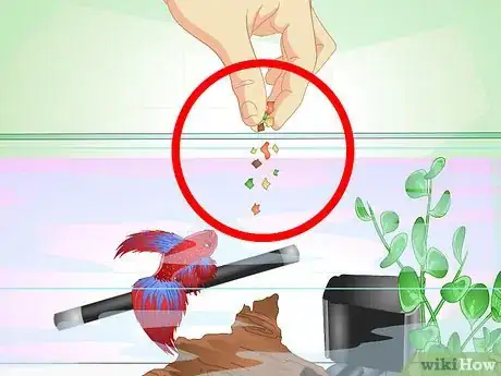 Imagen titulada Have a Happy Betta Fish Step 11