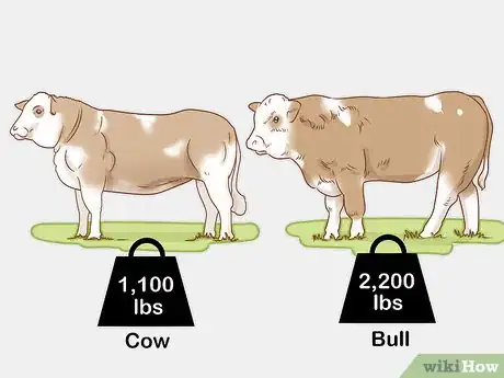 Imagen titulada Identify Simmental Cattle Step 1