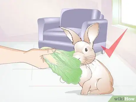 Imagen titulada Teach a Rabbit Not to Chew Furniture Step 3