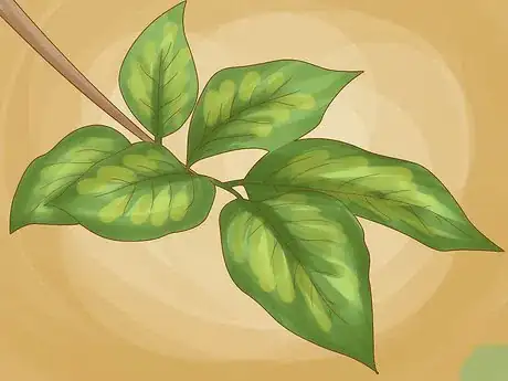 Imagen titulada Identify Lemon Tree Diseases Step 2