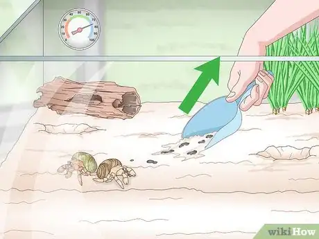 Imagen titulada Maintain Humidity in a Pet Hermit Crab Habitat Step 16