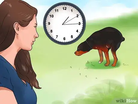 Imagen titulada Train a Rottweiler Step 18