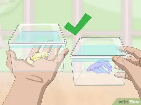 Imagen titulada Selectively Breed Betta Fish Step 2