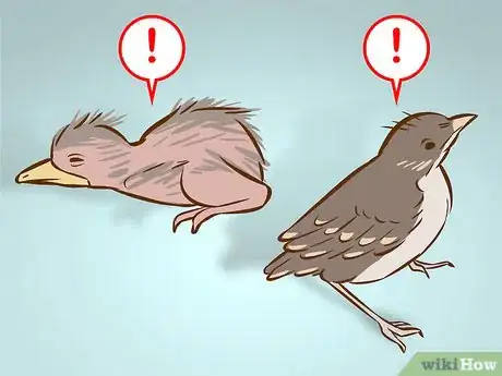 Imagen titulada Help a Baby Bird That Has Fallen Out of a Nest Step 1