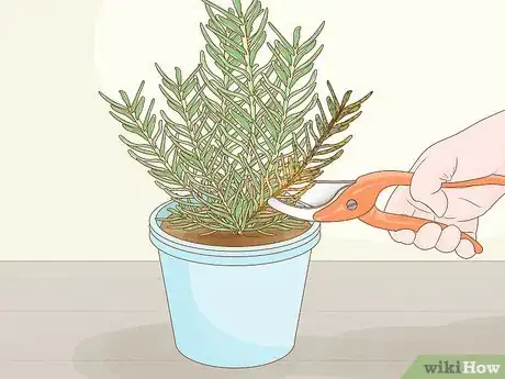 Imagen titulada Grow Rosemary Indoors Step 15