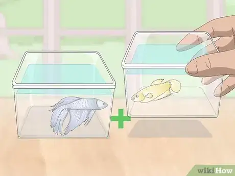 Imagen titulada Selectively Breed Betta Fish Step 5