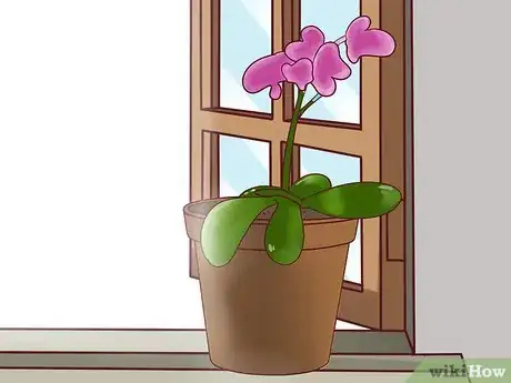 Imagen titulada Care for an Orchid Indoors Step 4