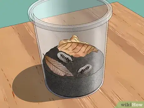 Imagen titulada Look After a Pet Woodlouse Step 3