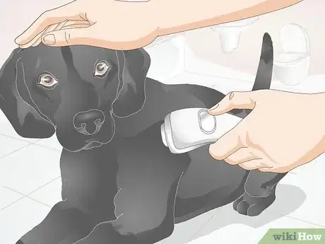 Imagen titulada Groom a Difficult Dog Step 4