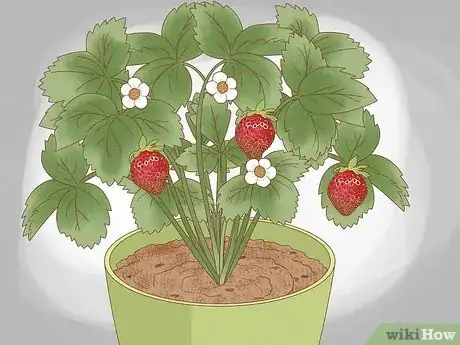 Imagen titulada Plant Strawberries Indoors Step 12