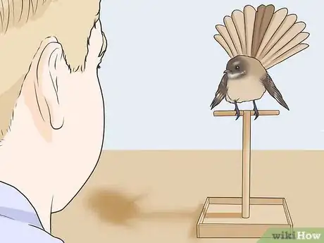 Imagen titulada Gain Your Bird's Trust Step 2