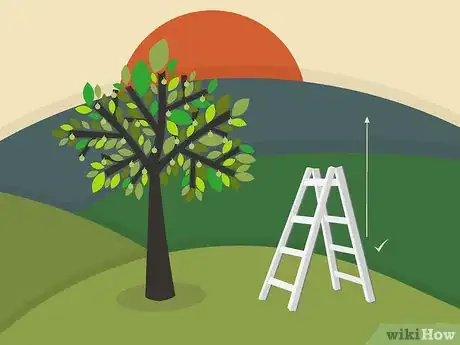 Imagen titulada Prune Walnut Trees Step 13