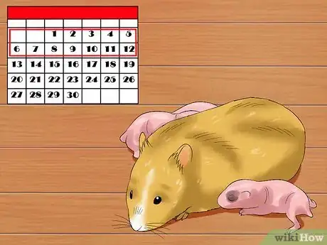 Imagen titulada Know when Your Hamster Is Pregnant Step 14