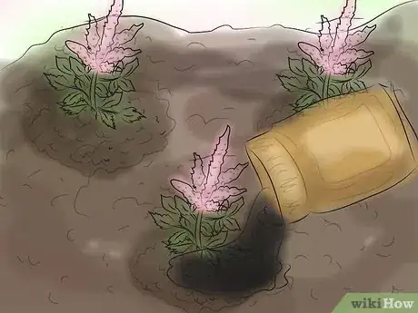 Imagen titulada Grow Astilbe Step 12