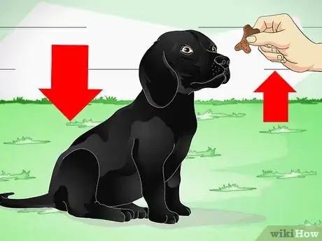 Imagen titulada Train Labrador Retrievers Step 3