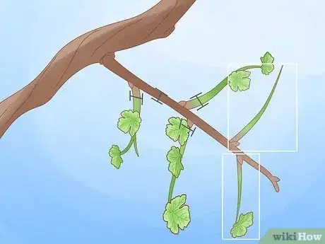 Imagen titulada Prune Grape Vines Step 11