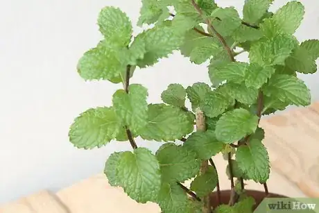 Imagen titulada Use Mint As an Insect Repellent Step 1