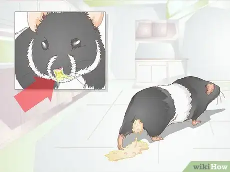 Imagen titulada Keep Your Hamster Comfortable When It is Sick or Dying Step 11