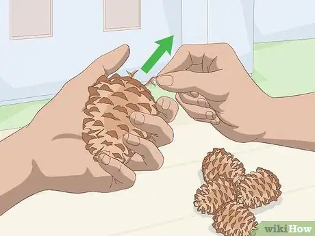 Imagen titulada Clean Pine Cones Step 3