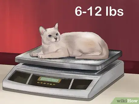 Imagen titulada Identify a Tonkinese Cat Step 5