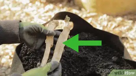 Imagen titulada Grow Horseradish Step 1