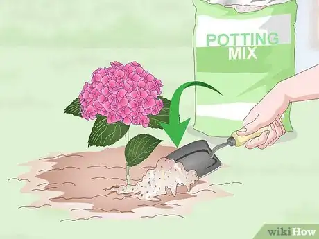 Imagen titulada Keep Hydrangeas Alive Step 10