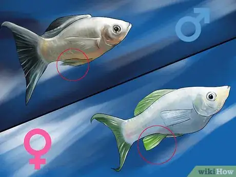 Imagen titulada Determine the Sex of a Fish Step 2