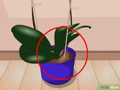 Imagen titulada Care for Indoor Plants Step 1