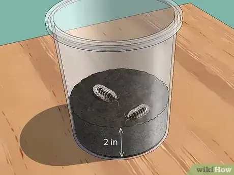 Imagen titulada Look After a Pet Woodlouse Step 2