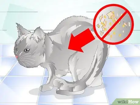 Imagen titulada Get Rid of Cat Dandruff Step 3