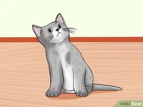 Imagen titulada Train Your Cat to Come to You Step 11