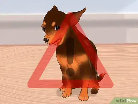 Imagen titulada Take Care of a Teacup Chihuahua Step 6