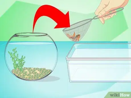 Imagen titulada Change the Water in a Fish Bowl Step 4