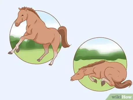 Imagen titulada Feed a Horse Step 11