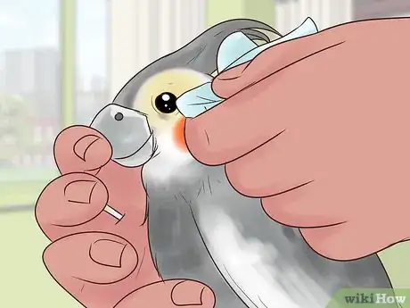 Imagen titulada Treat Conjunctivitis in Cockatiels Step 5