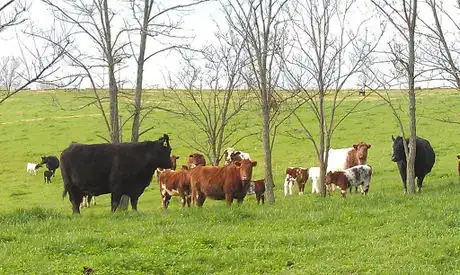 Imagen titulada Cattle in the Pasture