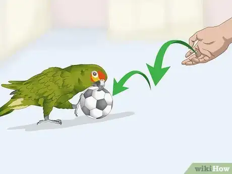 Imagen titulada Deal with an Aggressive Amazon Parrot Step 13