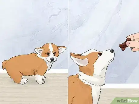 Imagen titulada House Train Corgi Puppies Step 5