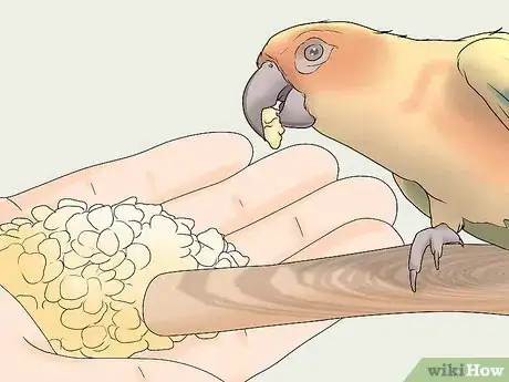 Imagen titulada Gain Your Bird's Trust Step 3