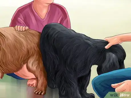 Imagen titulada Know if Your Female Dog Is Ready to Breed Step 10