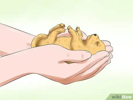 Imagen titulada Determine the Sex of Puppies Step 2