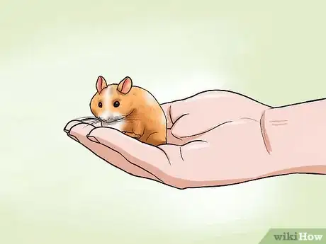 Imagen titulada Choose a Hamster Step 8