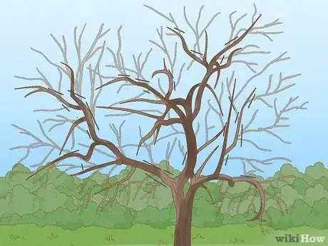 Imagen titulada Prune Old Apple Trees Step 6