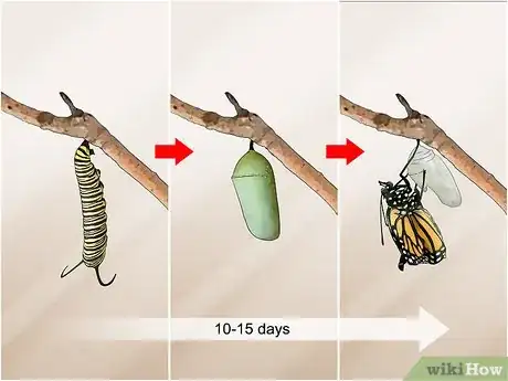 Imagen titulada Catch and Raise Monarch Caterpillars Step 13